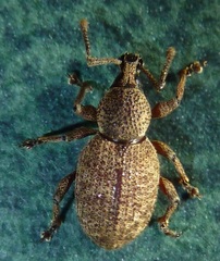 Otiorhynchus singularis