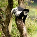 Colobus guereza - Photo (c) mikeloomis,  זכויות יוצרים חלקיות (CC BY-NC), uploaded by mikeloomis