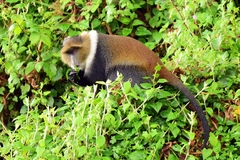 Cercopithecus mitis kolbi