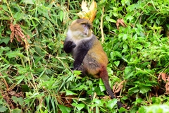 Cercopithecus mitis kolbi