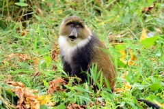 Cercopithecus mitis kolbi