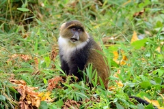 Cercopithecus mitis kolbi