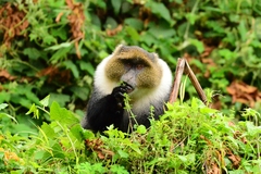 Cercopithecus mitis kolbi