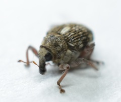 Rhinoncus pericarpius