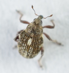 Rhinoncus pericarpius