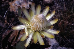 Protea wentzeliana image