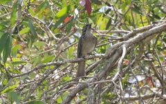 Plectorhyncha lanceolata