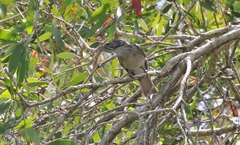 Plectorhyncha lanceolata