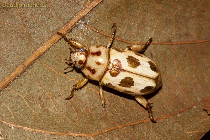 Pelidnota gracilis