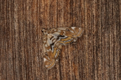 Parapoynx polydectalis