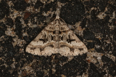 Dichromodes longidens
