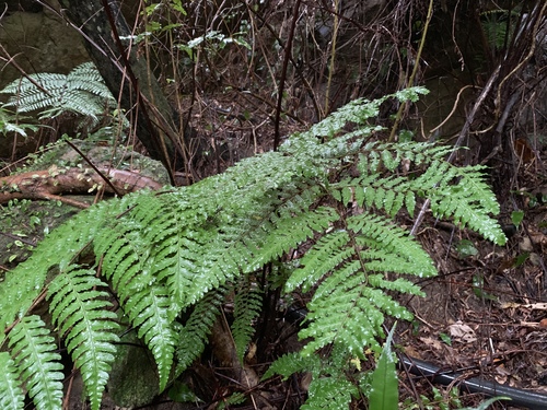 Cyathea metteniana iNat (3)