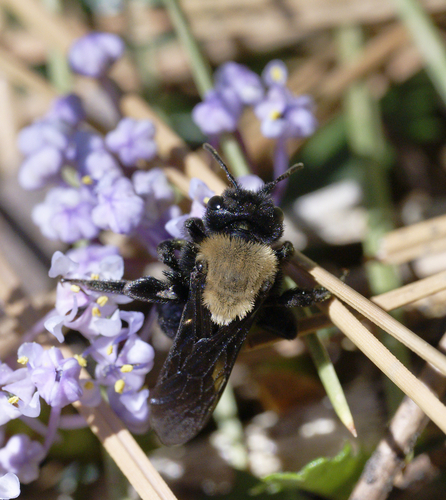 iNaturalist observation photo of Mining Bees