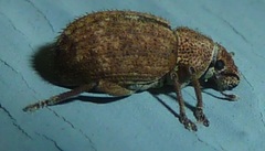 Strophosoma melanogrammum