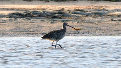 Numenius madagascariensis