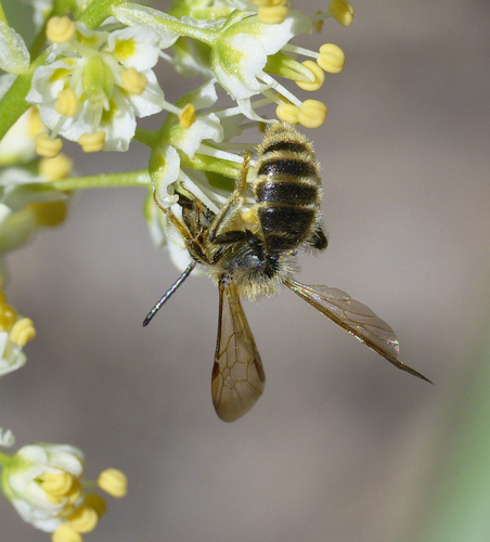 iNaturalist observation photo of Golden-haired Miner Bee