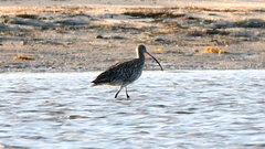 Numenius madagascariensis