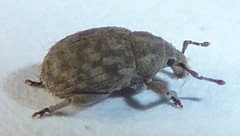Romualdius scaber