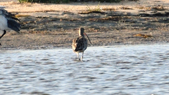 Numenius madagascariensis