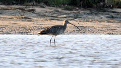 Numenius madagascariensis