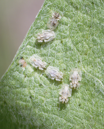 iNaturalist observation photo of Lace Bugs