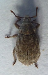 Romualdius scaber