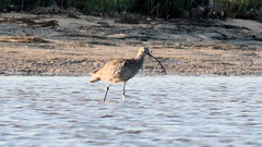 Numenius madagascariensis