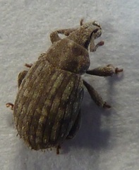Romualdius scaber