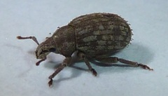 Romualdius scaber