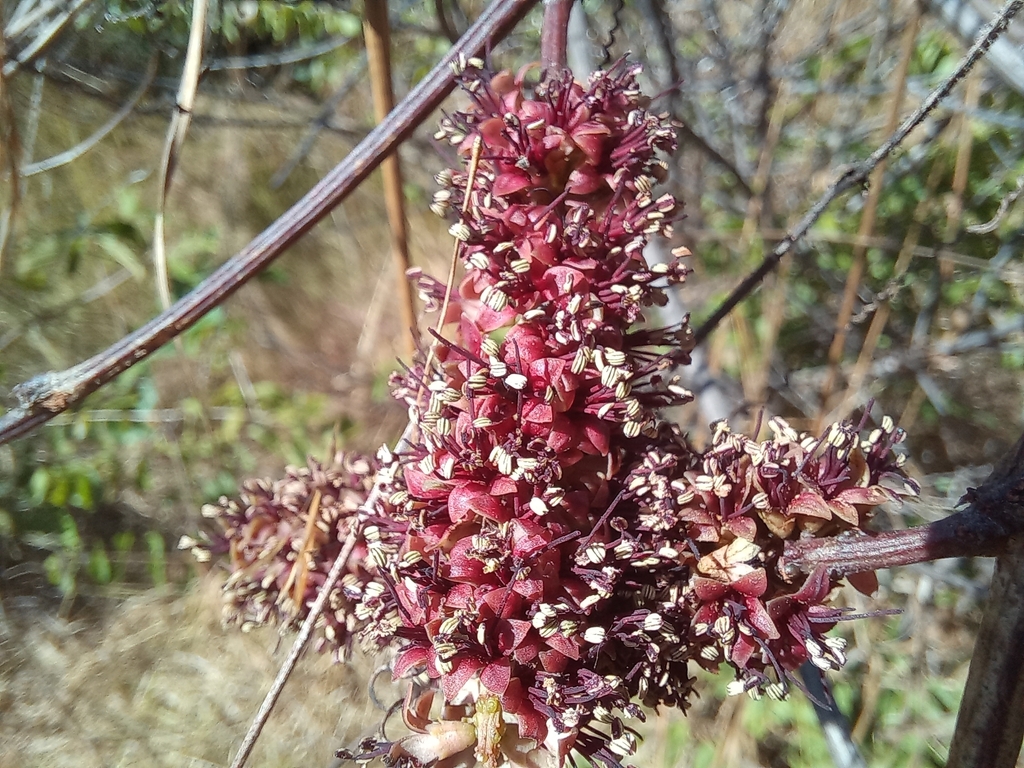 Entada nudiflora