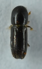 Xyleborinus attenuatus