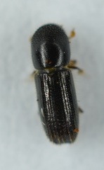 Xyleborinus attenuatus