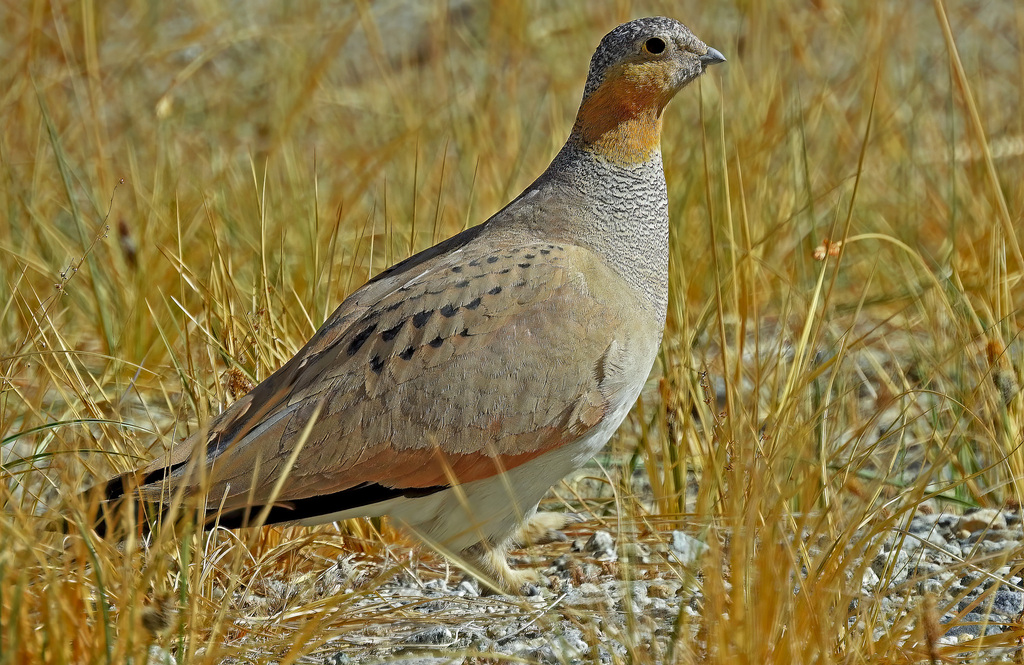 Tibetan Sandgrouse photo