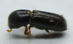 Xyleborinus attenuatus