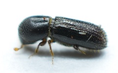 Xyleborinus attenuatus