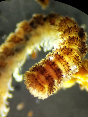 Poratia obliterata