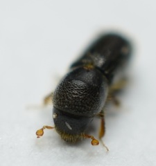 Xyleborinus attenuatus