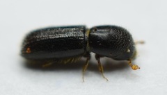 Xyleborinus attenuatus