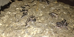 Endeavouria septemlineata