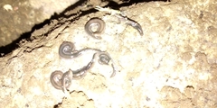 Endeavouria septemlineata