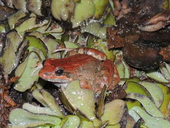 Pointedbelly Frog photo 3