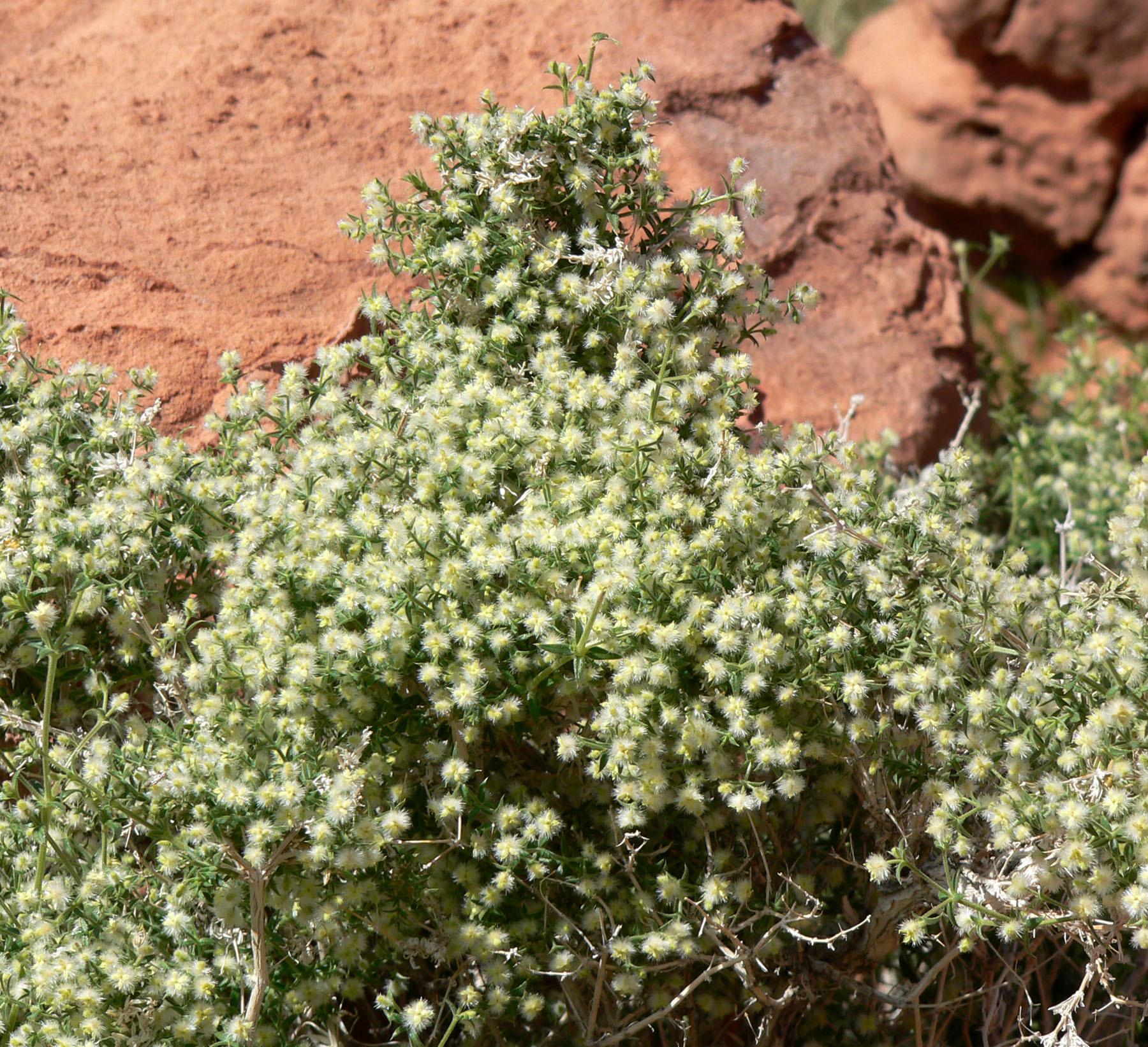 Galium stellatum ssp. eremicum