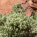 Galium stellatum eremicum - Photo (c) Stan Shebs, alguns direitos reservados (CC BY-SA)