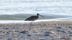 Numenius madagascariensis