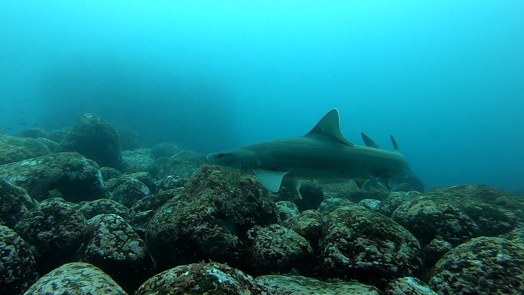 White-Margin Fin Smoothhound