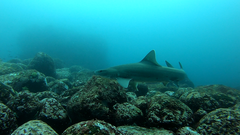 White-Margin Fin Smoothhound photo 1