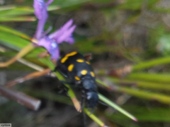 Hycleus quadriguttatus