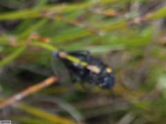 Hycleus quadriguttatus