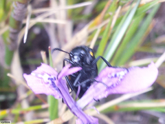 Hycleus quadriguttatus