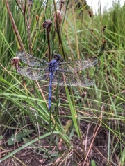 Orthetrum machadoi